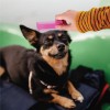 Branded Pet Flea Combs With Dog